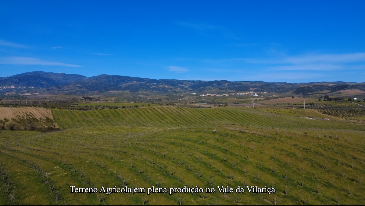 Terreno Agrícola em Plena Produção na Vilariça - 14 ha